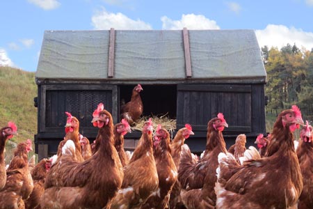 Hens outside next to old wooden shed