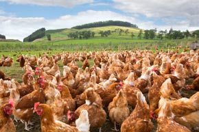 Hens ranging in a field at Glenrath Farms