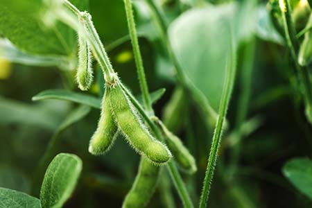 A green soy bean plant.